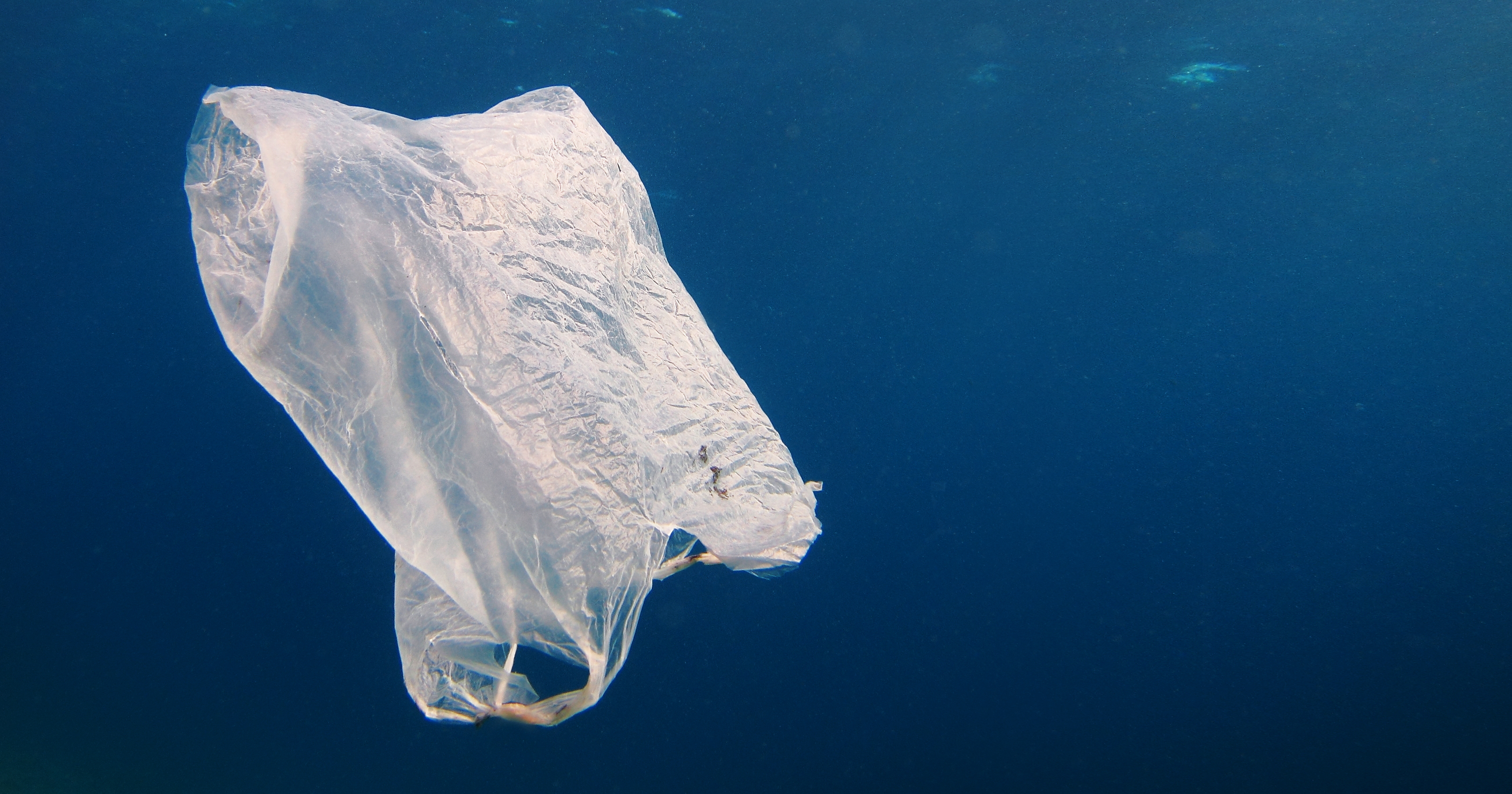 Ban the plastic bag